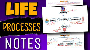 Life Processes Class 10 Notes